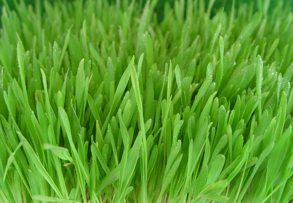 barley-grass-gogreen